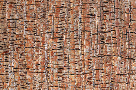 热带树干背景 棕榈树皮花纹纹理 异国情调的木材背景宏观棕色图片