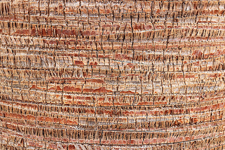 棕榈树皮花纹纹理 热带树干背景 异国情调的木材背景宏观棕色图片