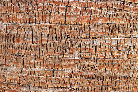 异国情调的木材背景 棕榈树皮花纹纹理 热带树干背景宏观棕色图片