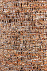 热带树干背景 棕榈树皮花纹纹理 异国情调棕色宏观图片