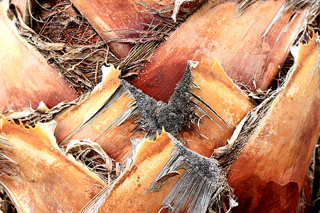 棕榈树树皮纹理 热带剪枝木树皮结构背景树干棕色风化树纹材料分支机构硬木木头宏观图片