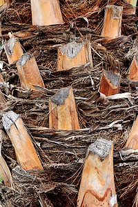 棕榈树树皮纹理 热带剪枝木树皮结构背景树干树纹木头宏观棕色硬木分支机构材料风化图片