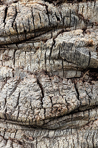 棕榈树树皮纹理 热带粗木结构背景棕色树干树纹木头宏观材料硬木图片