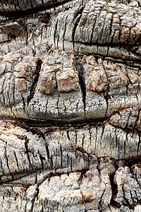 棕榈树树皮纹理 热带粗糙结构背景图片