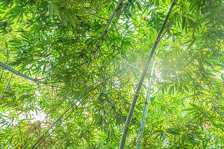 有阳光的竹林热带文化森林木头树叶丛林风水花园生长雨林图片