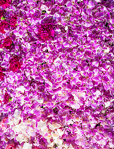 康乃馨花和紫色兰花花花卉风格粉色背景植物群花束图案装饰念日花朵图片