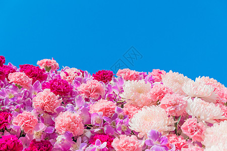 康乃馨花和菊花蓝色花朵白色图案兰花壁纸植物植物学花卉装饰图片