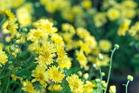 花朵在花园中开花雏菊花瓣菊花黄色草本植物植物食草动物植物群图片