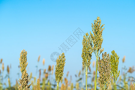 在蓝天特工中特写高梁珍珠粮食面粉植物收成蓝色种子生长种植园叶子图片