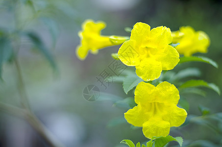 花朵是美丽的黄色的 即使在旱季也如此 笑声花瓣花园喇叭花叶子园艺喇叭植物群植物绿色图片