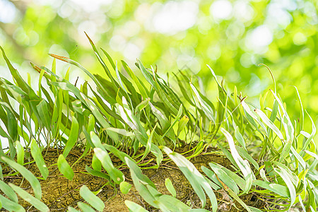 在雨林的树上生下百罗莎蕨类水龙生长雨林花园植物公园季节树叶热带图片