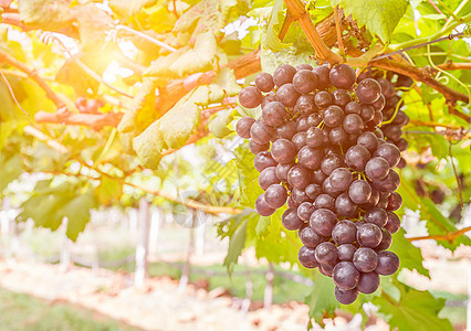 葡萄园里的红葡萄准备收割叶子浆果生长食物葡萄园农场农村收获园艺水果图片