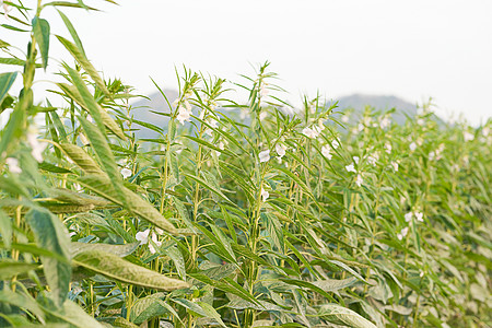 植树上的芝麻叶子香料热带粮食食物种植园绿色农田植物种子图片