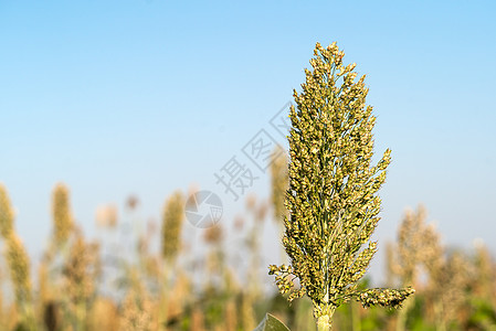 高梁或米粉剂蓝色天空种子粮食面粉生长收成场地叶子种植园农场糯米图片