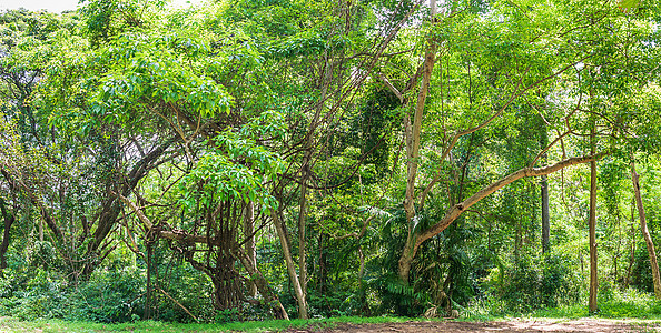 泰国热带雨林雨林丛林情况图片