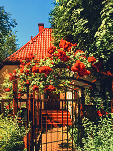 美丽的绿色花园 豪华后院花朵植物园艺奢华叶子小路玫瑰森林公园石头旅行图片
