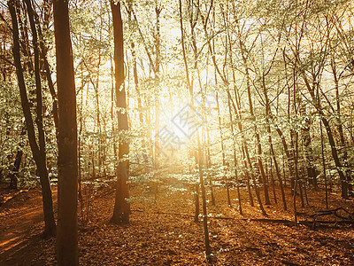 日落或日出时春林地貌季节太阳绿色黄色山毛榉林地树木公园小路木头图片