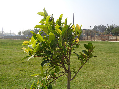 绿草坪中间的一棵树叶子聚光灯小树木头生长风景场地幼苗植物花园图片