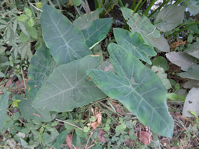 草坪上的小太郎根植物图片