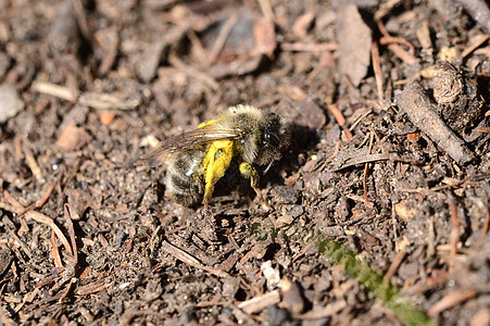 安德伦的灰蜜蜂躺在地上昆虫动物花粉背景图片