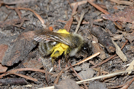 安德伦的灰蜜蜂躺在地上动物昆虫花粉背景图片