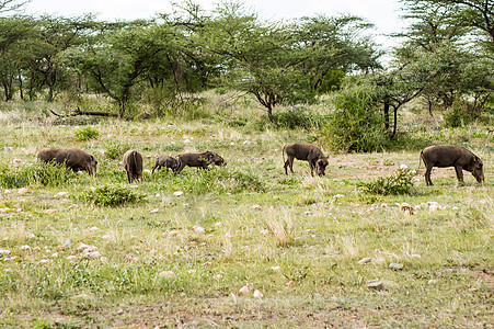 在Samburu公园稀树草原放牧的一群野猪图片