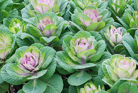 园林花卉观赏白菜env绿化卷曲叶子芸苔收成紫色植物食物农业蔬菜图片