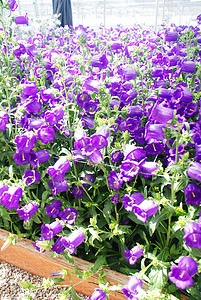 红花山花花园季节紫色环境植物群植物学园艺蓝色植物图片