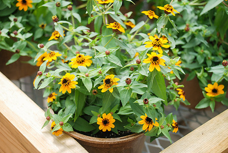 生长在一个浅聚焦的锅里 矮子Zinnia植物学花瓣季节播种机雏菊叶子植物植物群菊科园艺图片