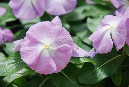 花朵 紫色的衣用香草花(玛达加斯卡)图片