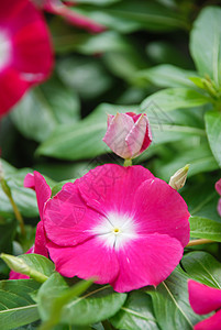 花朵 玫瑰鲜花玛达加斯卡尔欧里温克植物学叶子植物群植物草本植物粉红色热带宏观花园花瓣图片