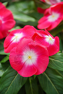 鲜花 红的有眼睛的香花(玛达加斯卡p)图片