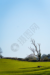 在英国田里没有树叶的老孤独干枯树场地精神中心精灵树林季节树妖农村国家知识图片