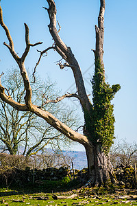在英国田里没有树叶的老孤独干枯树天空农村精灵精神植物蓝色场地树妖季节知识图片