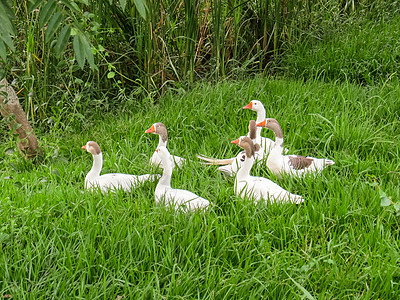 几个白鹅一起在草坪上农村羽毛动物野生动物场地乡村脖子荒野农场农业图片