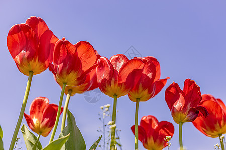 蓝色天空背景的亮红色郁金香植物群植物花束生长园艺太阳花园阳光季节团体图片