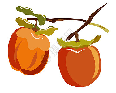 Sharon果树枝 白背景矢量图上隔离了叶子衣服食物种子食品橙子沙龙柿子作品热带水果图片