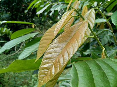 Cacao树塞博罗马可可 可可 天然地底丛林农场食物种植园植物学花园豆子热带收成雨林图片