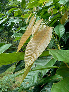 Cacao树塞博罗马可可 可可 天然地底农场豆子热带植物学水果食物丛林收成巧克力花园图片