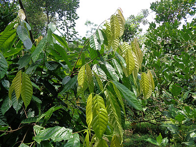 Cacao树塞博罗马可可 可可 天然地底植物热带生长食物种植园农场种子巧克力丛林叶子图片