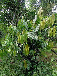 Cacao树塞博罗马可可 可可 天然地底种植园花园食物巧克力生长植物学热带水果植物农场图片