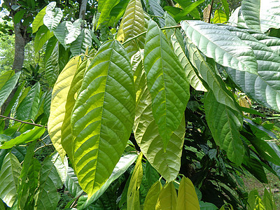 Cacao树塞博罗马可可 可可 天然地底巧克力豆子植物农场叶子水果种植园食物生长收成图片