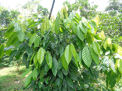 Cacao树塞博罗马可可 可可 天然地底豆子生长森林种子食物丛林叶子植物学植物雨林图片