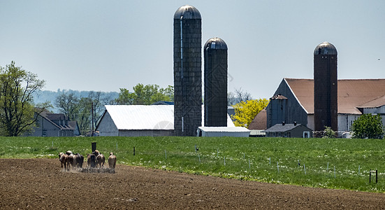 Amish妇女播种田国家妻子骡子农村施肥女士收成土地农民耕作图片