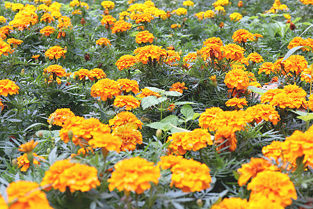 橙色万寿菊花花圃背景 很多黄色花纹理图片