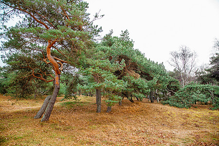 沿海的发育迟缓松回忆环境森林荒野棕褐色生态反射松树假期天空图片