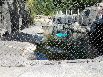 带海狮或水中密封物的金属栅栏野生动物击剑动物水族馆游泳动物园岩石图片