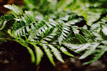 热带植物叶子在庭院里作为植物学背景 自然和环境横幅树叶地球植被农业植物群棕榈土地花园奢华图片