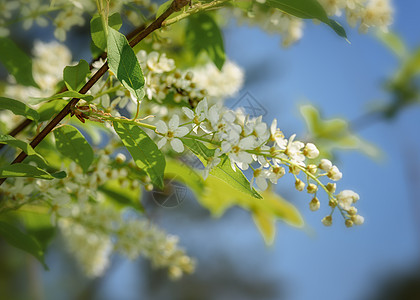 白樱桃闪耀食物植物季节花瓣花园白色衬套树叶植物群叶子图片