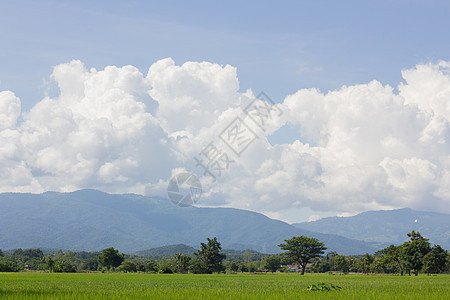 蓝天下有山地背景的绿稻田食物种子风景森林农业生长农场太阳草地农民图片